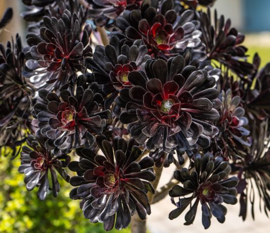 Разнообразие эониумов, или Какой бывает «пустынная роза» - Редкие и необычные Разнообразие эониумов, или Какой бывает «пустынная роза».