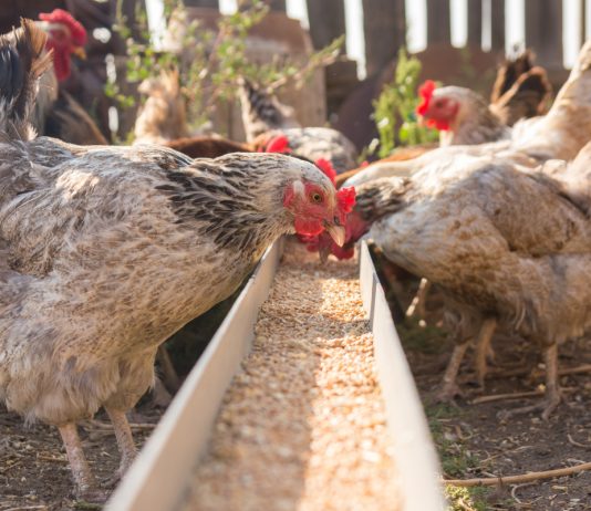 Страшные мифы о бройлерах — разница между фермерскими и промышленными птицами.