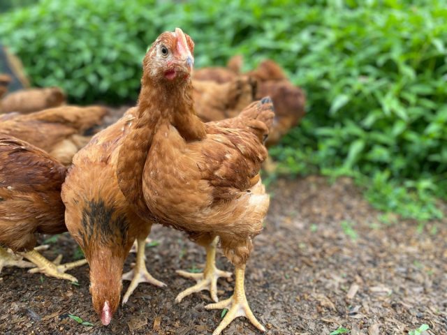 Производители конкурируют друг с другом, стараясь сделать свой продукт натуральнее и безопаснее, ведь именно этого хотят потребители. Производители конкурируют друг с другом, стараясь сделать свой продукт натуральнее и безопаснее, ведь именно этого хотят потребители.