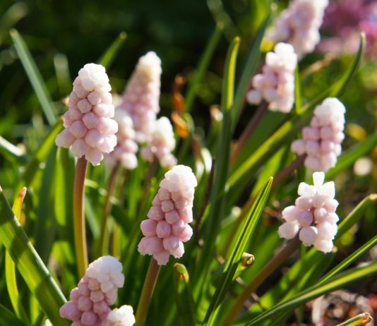 Всё о мускари: правила агротехники и лучшие сорта