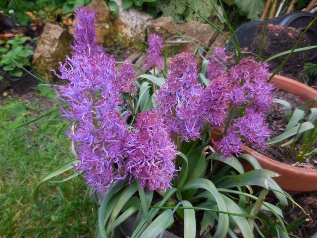 Мускари хохлатый «Плюмозум» (Muscari comosum 'Plumosum'). Мускари хохлатый «Плюмозум» (Muscari comosum 'Plumosum').