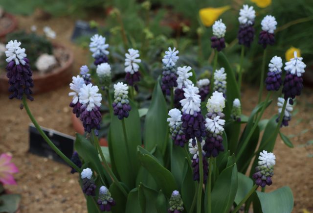 Мускари широколистный «Грэйп Айс» (Muscari latifolium 'Grape Ice'). Мускари широколистный «Грэйп Айс» (Muscari latifolium 'Grape Ice').