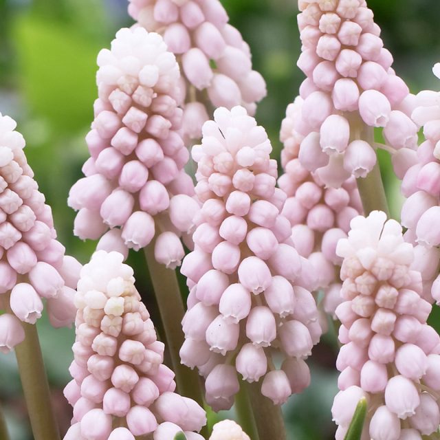 Мускари армянский «Пинк Санрайз» (Muscari armeniacum 'Pink Sunrise'). Мускари армянский «Пинк Санрайз» (Muscari armeniacum 'Pink Sunrise').