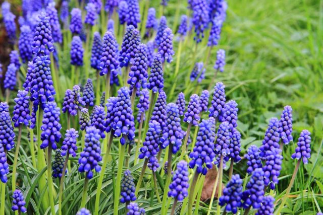 Мускари армянский «Сапфир» (Muscari armeniacum 'Sapphire'). Мускари армянский «Сапфир» (Muscari armeniacum 'Sapphire').
