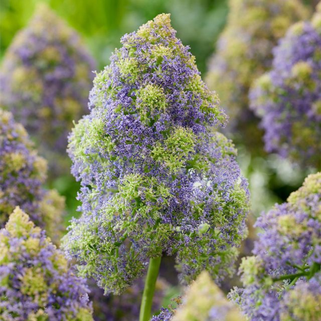 Мускари армянский «Фэнтези Криэйшн» (Muscari armeniacum 'Fantasy Creation'). Мускари армянский «Фэнтези Криэйшн» (Muscari armeniacum 'Fantasy Creation').