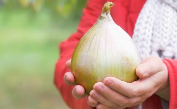 Все правила выращивания рассады репчатого лука «Эксибишен».