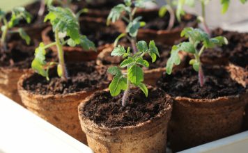 Выращиваем крепкую рассаду томата на зависть соседям.