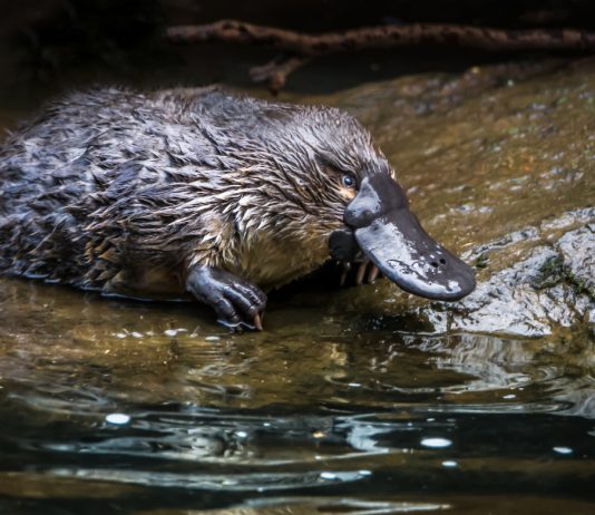 Животное из сказки: 11 удивительных фактов об утконосах, которые вы не знали - Животные Животное из сказки: 11 удивительных фактов об утконосах, которые вы не знали.