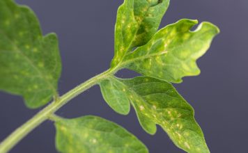 12 болезней рассады томатов с фото — не дайте урожаю погибнуть.