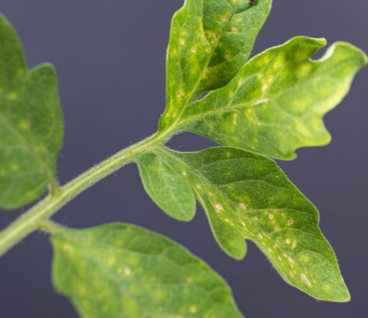 12 болезней рассады томатов с фото — не дайте урожаю погибнуть.