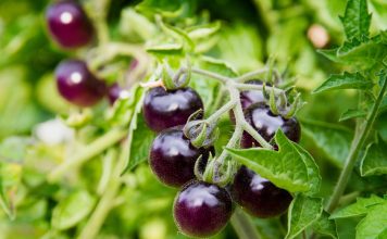 7 овощей, которые я категорически не рекомендую выращивать.