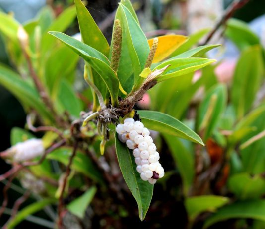 Антуриум лазающий — как вырастить жемчужные россыпи дома.