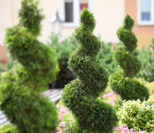 Где туя западная будет смотреться лучше всего — советы ландшафтного дизайнера.