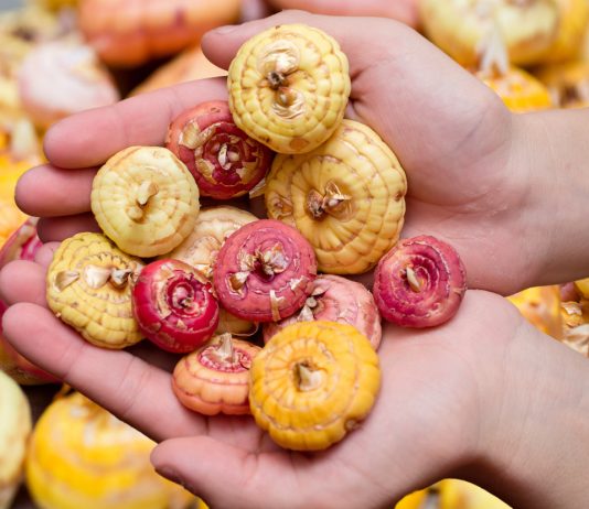 Готовим луковицы гладиолуса к посадке: о правилах и вредных привычках.