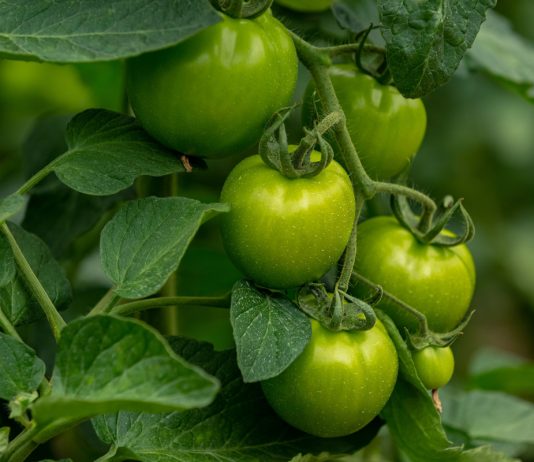 Как получить ранний урожай томатов с дозревшими плодами.