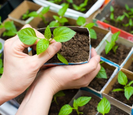 Здоровая рассада без химии: натуральные методы защиты и подкормки.