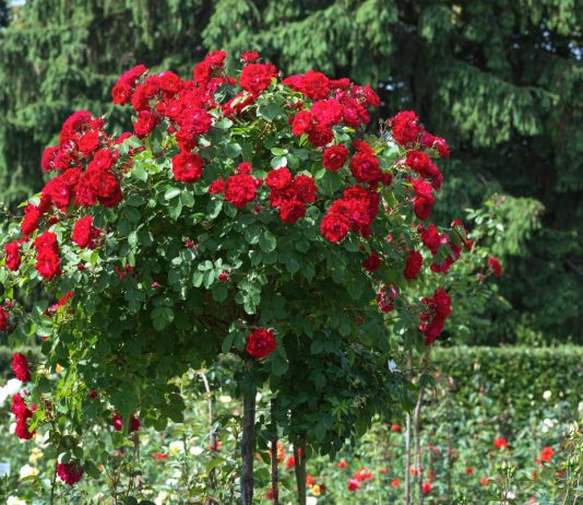 Как вырастить кустарник на штамбе — советы энтузиастам - Цветы многолетние Как вырастить кустарник на штамбе — советы энтузиастам.