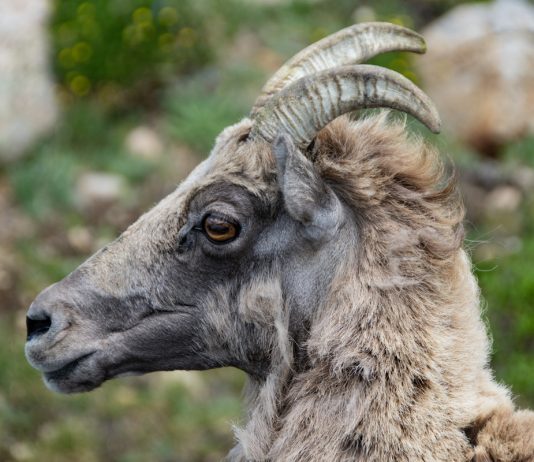 Коза лысеет: норма или признак болезни?