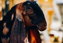 Нубийские козы: все плюсы и минусы породы.
