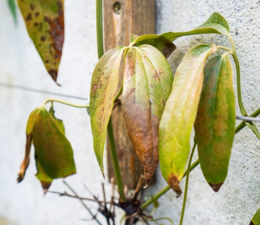 Почему клематис вянет: частые проблемы с лианой и их решения.