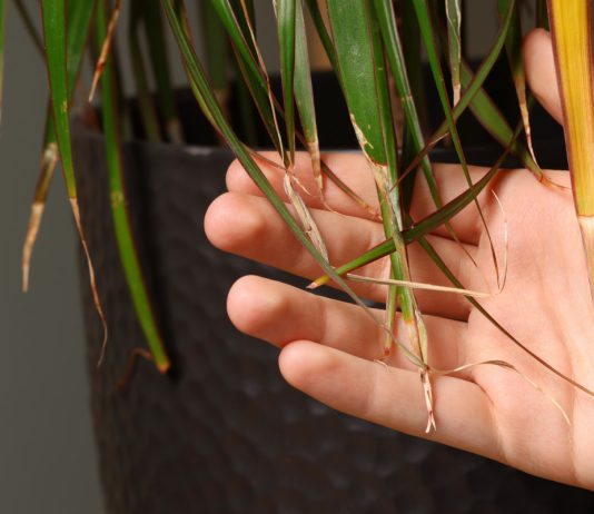 Почему сохнет и погибает драцена — 10 возможных причин.