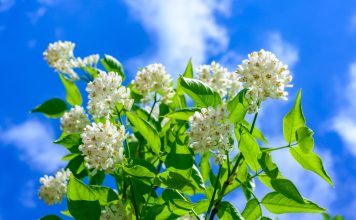 Потрясающая джонджоли: лучшая закуска из клекачки.