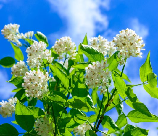 Клекачка — редкий кустарник для красоты сада и изысканных закусок - Закуски, салаты и сэндвичи Потрясающая джонджоли: лучшая закуска из клекачки.