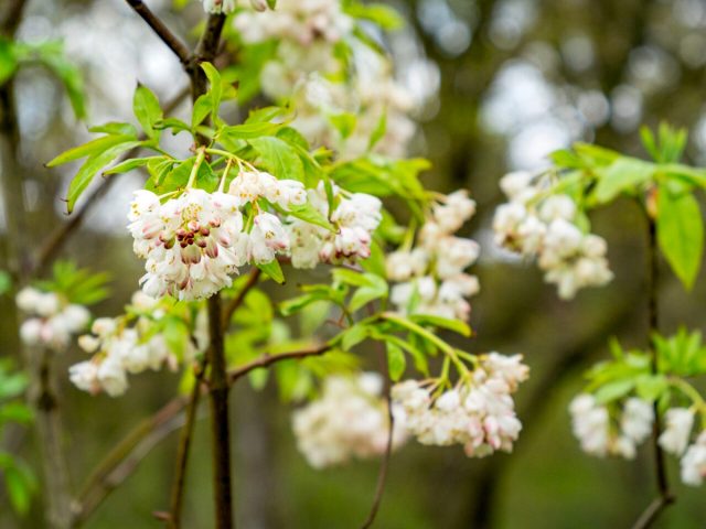 Клекачка колхидская (Staphylea colchica), именно она и называется джонджоли. Клекачка колхидская (Staphylea colchica), именно она и называется джонджоли.