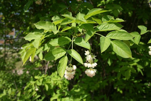 У клекачки перистой (Staphylea pinnata) естественный ареал лежит от Краснодарского края и на северо-запад. У клекачки перистой (Staphylea pinnata) естественный ареал лежит от Краснодарского края и на северо-запад.