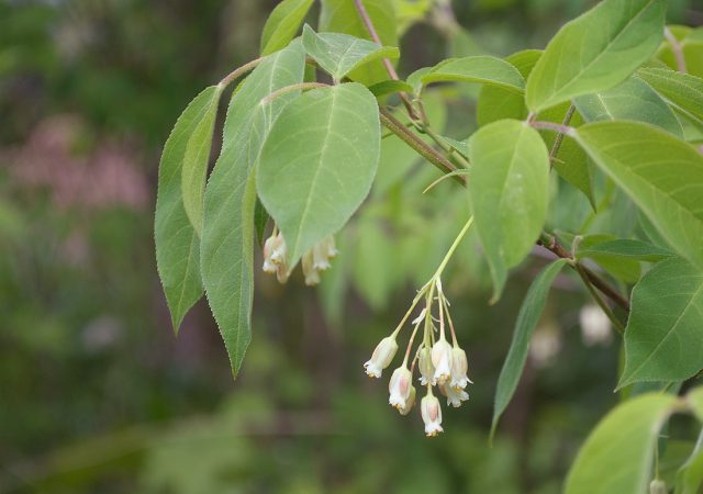 Один из самых зимостойких видов - клекачка трёхлистная (Staphylea trifolia) родом из Северной Америки. Один из самых зимостойких видов - клекачка трёхлистная (Staphylea trifolia) родом из Северной Америки.