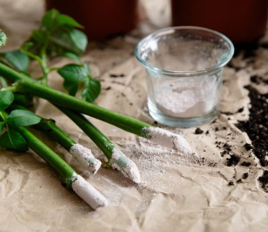 Правила эффективного укоренения черенков: от срезки до посадки - Ягодник Правила эффективного укоренения черенков: от срезки до посадки.