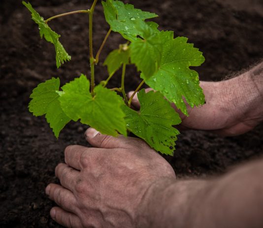 С чего начать выращивание винограда — подробная инструкция для начинающих - Ягодник С чего начать выращивание винограда — подробная инструкция для начинающих.