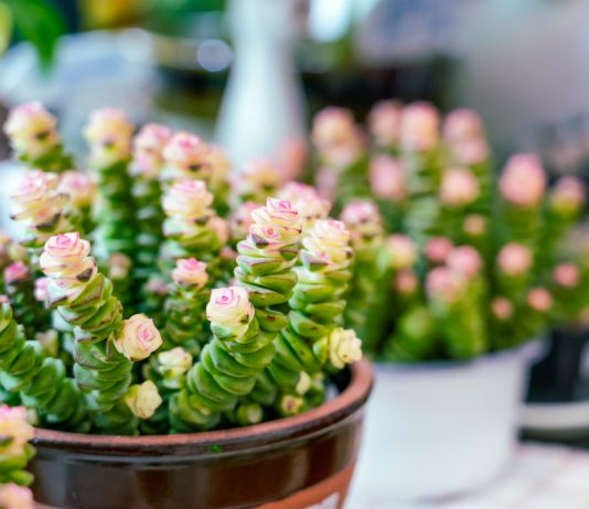 Самые необычные толстянки: 10 аналогов денежному дереву.