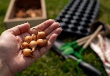 Секреты успешной посадки лука весной — как получить богатый урожай.