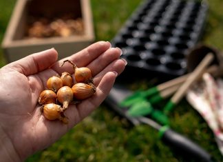 Секреты успешной посадки лука весной — как получить богатый урожай.