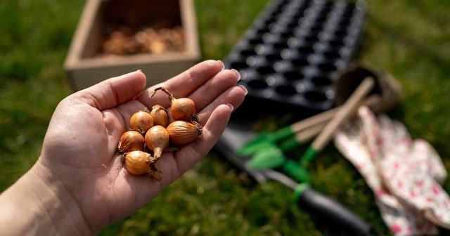 Секреты успешной посадки лука весной — как получить богатый урожай.