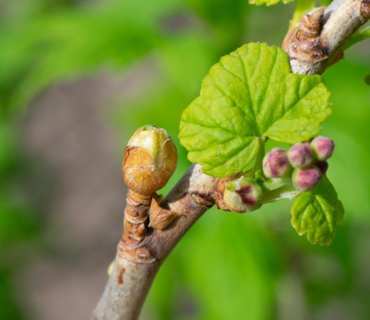 Уничтожитель ягодника: все о смородиновом почковом клеще и методах борьбы.