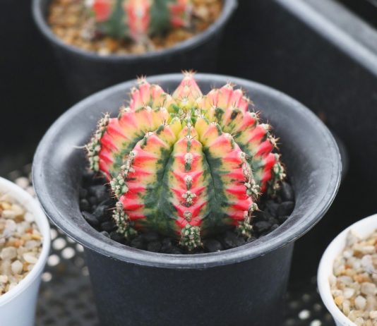 Уникальные виды кактусов гимнокалициумов — разнообразие форм и цветов.