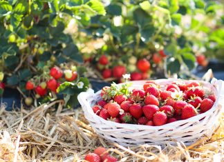 Урожай клубники: как собирать ягоды ведрами.