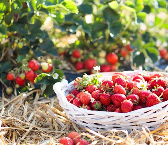 Урожай клубники: как собирать ягоды ведрами.
