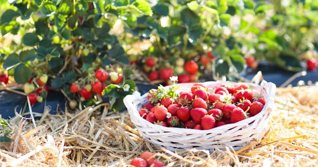 Урожай клубники: как собирать ягоды ведрами. Урожай клубники: как собирать ягоды ведрами.