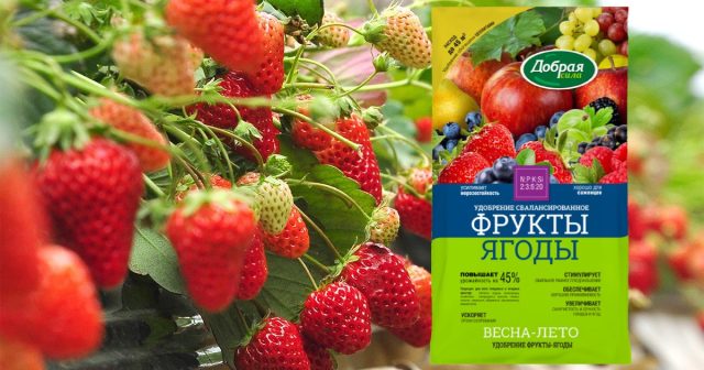 Для непосредственного питания саженцев после посадки под перекопку вносится пролонгированное удобрение Фрукты-ягоды Добрая сила с цеолитом. Для непосредственного питания саженцев после посадки под перекопку вносится пролонгированное удобрение Фрукты-ягоды Добрая сила с цеолитом.