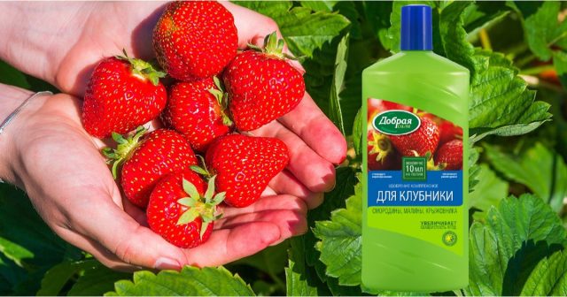 Для всех этих этапов подходит ОМУ Добрая сила для клубники – полив под корень раствором 50 мл на 10 л воды. Для всех этих этапов подходит ОМУ Добрая сила для клубники – полив под корень раствором 50 мл на 10 л воды.