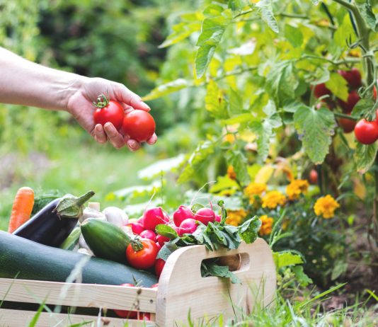 Устойчивые сорта овощей для органического земледелия.