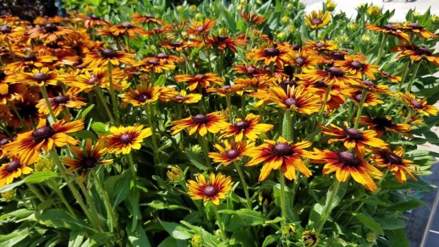 «Оранж» (ECHIBECKIA™ 'SUMMERINA® ORANGE') - это универсальный сорт, который подойдет всем. «Оранж» (ECHIBECKIA™ 'SUMMERINA® ORANGE') - это универсальный сорт, который подойдет всем.