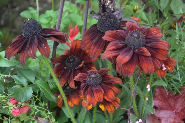Коричневый цвет лепестков «Саммерина, Браун» (ECHIBECKIA™ 'SUMMERINA® BROWN') можно назвать хамелеоном, потому что он не всегда коричневый. Коричневый цвет лепестков «Саммерина, Браун» (ECHIBECKIA™ 'SUMMERINA® BROWN') можно назвать хамелеоном, потому что он не всегда коричневый.