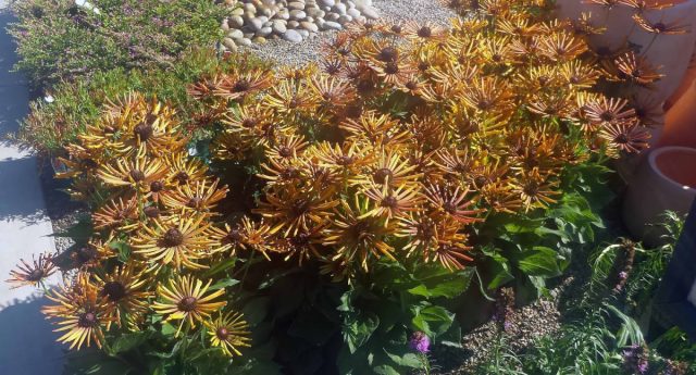 «Электрошок» (ECHIBECKIA™ 'SUMMERINA® ELECTRA SHOCK') - это сорт с уникальными лепестками в форме узких перьев, которые придают ему сходство с паукообразной хризантемой. «Электрошок» (ECHIBECKIA™ 'SUMMERINA® ELECTRA SHOCK') - это сорт с уникальными лепестками в форме узких перьев, которые придают ему сходство с паукообразной хризантемой.