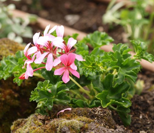 Живой ароматизатор: всё о душистых пеларгониях и лучших сортах - Красивоцветущие Живой ароматизатор: все о душистых пеларгониях и лучших сортах.