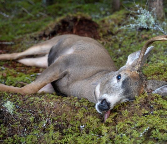 Зомби-олени — реальность или вымысел? Вирус зомби у животных.