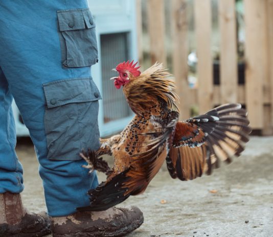 Агрессивный петух: что делать, если птица нападает на людей.